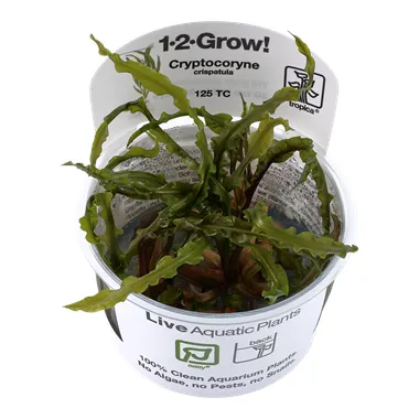 Tropica Cryptocoryne crispatula in-vitro 1-2 Grow!