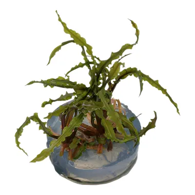 Tropica Cryptocoryne crispatula in-vitro 1-2 Grow!
