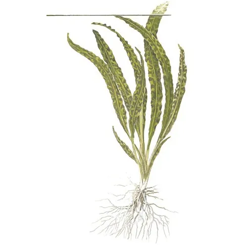Tropica Cryptocoryne crispatula in-vitro 1-2 Grow!