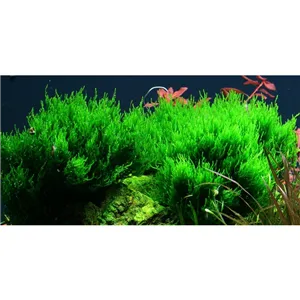 Tropica Taxiphyllum 'Flame' 1-2 Grow! Tropica Taxiphyllum 'Flame' 1-2 Grow!