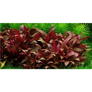 Tropica Alternanthera reineckii 'Mini' 1-2-Grow! Tropica Alternanthera reineckii 'Mini' 1-2-Grow!