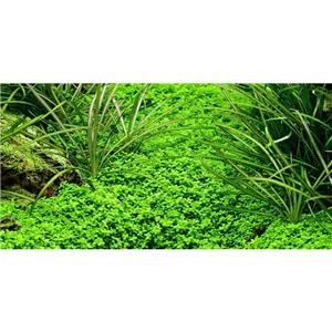 Tropica Micranthemum callitrichoides "Cuba" 1-2 Grow! Tropica Micranthemum callitrichoides "Cuba" 1-2 Grow!
