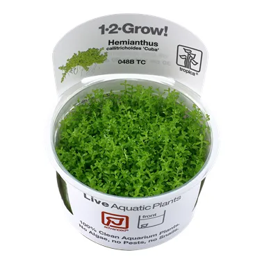 Tropica Micranthemum callitrichoides "Cuba" 1-2 Grow!