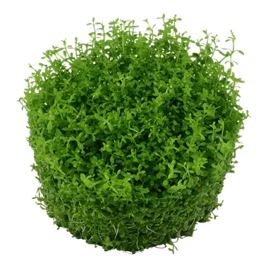 Tropica Micranthemum callitrichoides "Cuba" 1-2 Grow!