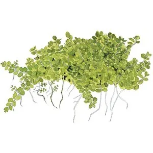Tropica Micranthemum callitrichoides "Cuba" 1-2 Grow!