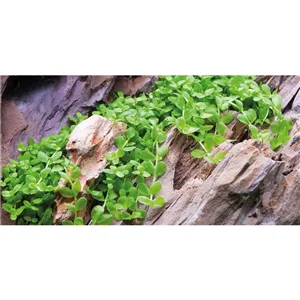 Tropica Micranthemum "Monte Carlo" 1-2 Grow! Tropica Micranthemum "Monte Carlo" 1-2 Grow!