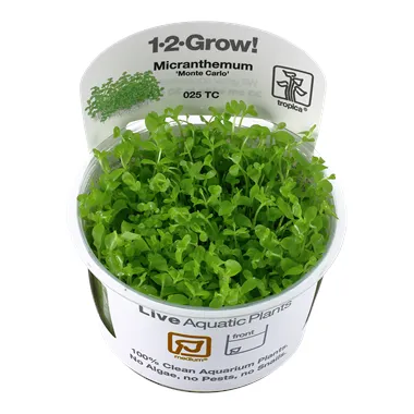 Tropica Micranthemum "Monte Carlo" 1-2 Grow!