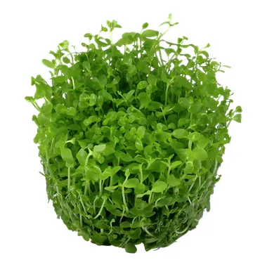 Tropica Micranthemum "Monte Carlo" 1-2 Grow!
