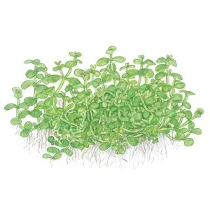 Tropica Micranthemum "Monte Carlo" 1-2 Grow!