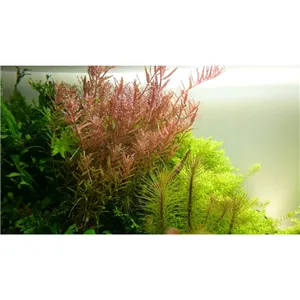 Rotala rotundifolia v blistru Rotala rotundifolia v blistru