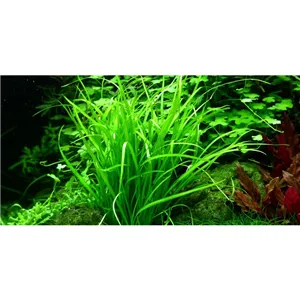 Tropica Helanthium tenellum 'Green' 1-2 Grow! Tropica Helanthium tenellum 'Green' 1-2 Grow!