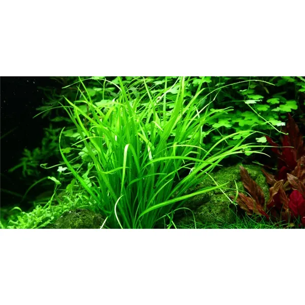 Tropica Helanthium tenellum 
