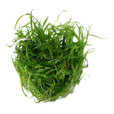 Tropica Helanthium tenellum 
