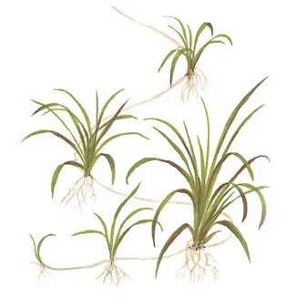 Tropica Helanthium tenellum 