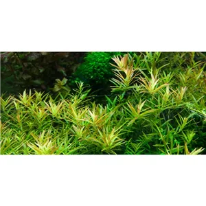 Tropica Rotala rotundifolia 'H'ra' 1-2 Grow! Tropica Rotala rotundifolia 'H'ra' 1-2 Grow!