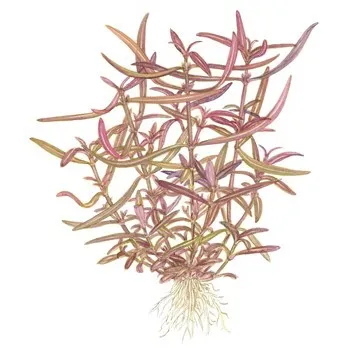 Tropica Hygrophila 