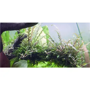 Tropica Hygrophila pinnatifida 1-2 Grow! Tropica Hygrophila pinnatifida 1-2 Grow!