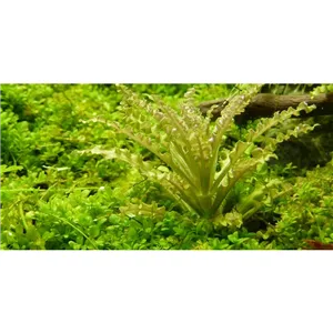 Tropica Pogostemon helferi 1-2 Grow! Tropica Pogostemon helferi 1-2 Grow!