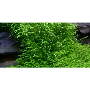 Tropica Utricularia graminifolia 1-2 Grow! Tropica Utricularia graminifolia 1-2 Grow!