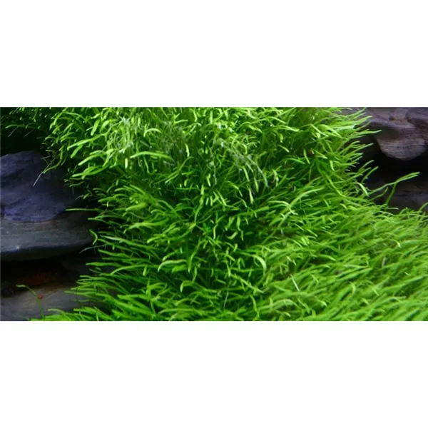 Tropica Utricularia graminifolia 1-2 Grow!