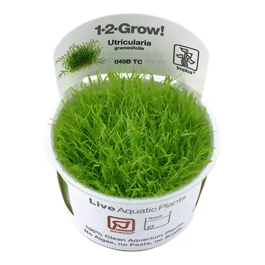 Tropica Utricularia graminifolia 1-2 Grow!