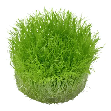 Tropica Utricularia graminifolia 1-2 Grow!