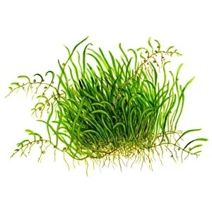 Tropica Utricularia graminifolia 1-2 Grow!