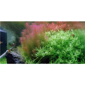 Tropica Rotala wallichii 1-2 Grow! Tropica Rotala wallichii 1-2 Grow!
