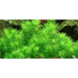 Tropica Pogostemon deccanensis 1-2 Grow! Tropica Pogostemon deccanensis 1-2 Grow!
