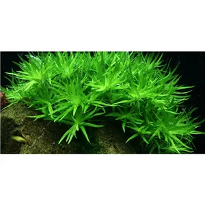 Tropica Heteranthera zosterifolia 1-2 Grow! Tropica Heteranthera zosterifolia 1-2 Grow!
