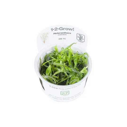 Tropica Heteranthera zosterifolia 1-2 Grow!