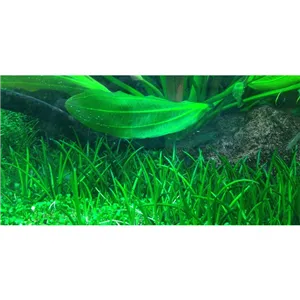 Tropica Littorella uniflora 1-2 Grow! Tropica Littorella uniflora 1-2 Grow!
