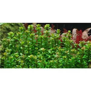 Tropica Rotala 'Bonsai' 1-2 Grow! Tropica Rotala 'Bonsai' 1-2 Grow!