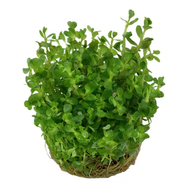 Tropica Rotala 