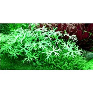 Tropica Ranunculus inundatus 1-2 Grow! Tropica Ranunculus inundatus 1-2 Grow!