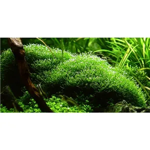 Tropica Riccia fluitans 1-2 Grow! Tropica Riccia fluitans 1-2 Grow!