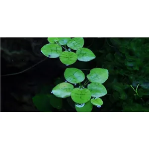 Tropica Limnobium laevigatum 1-2 Grow! Tropica Limnobium laevigatum 1-2 Grow!