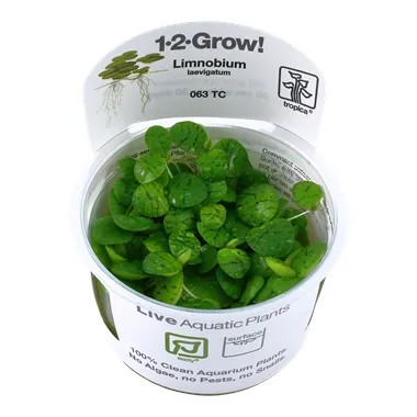 Tropica Limnobium laevigatum 1-2 Grow!