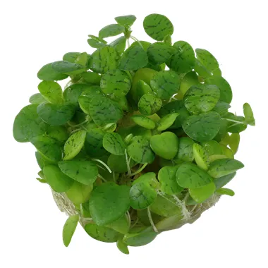 Tropica Limnobium laevigatum 1-2 Grow!