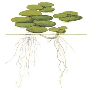 Tropica Limnobium laevigatum 1-2 Grow!