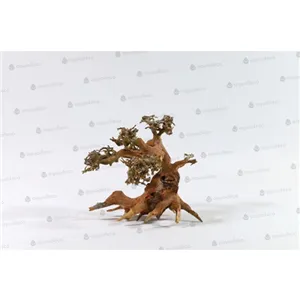 Aqua bonsai S Aqua bonsai S