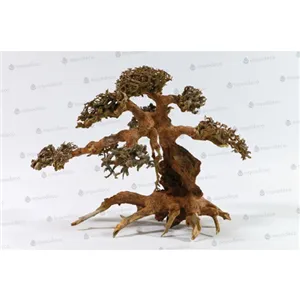 Aqua bonsai M Aqua bonsai M