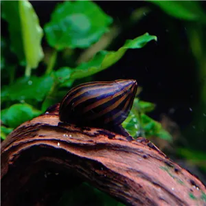 Šnek Neritina zebra 2 cm Šnek Neritina zebra 2 cm