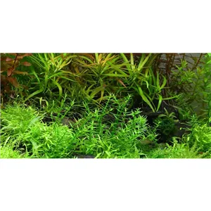 Tropica Gratiola viscidula 1-2 Grow! Tropica Gratiola viscidula 1-2 Grow!