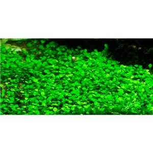 Tropica Marsilea minuta 1-2 Grow! Tropica Marsilea minuta 1-2 Grow!