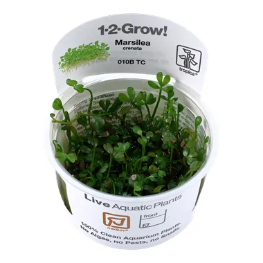 Tropica Marsilea minuta 1-2 Grow!