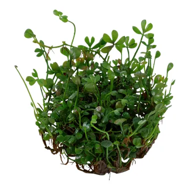 Tropica Marsilea minuta 1-2 Grow!