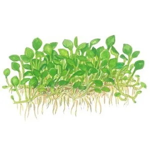Tropica Marsilea minuta 1-2 Grow!