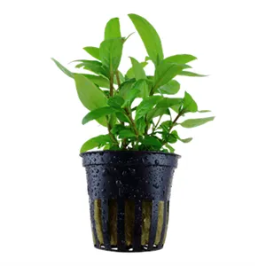 Staurogyne repens v blistru Staurogyne repens v blistru