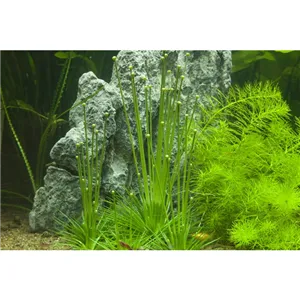 Tropica Eriocaulon cinereum 1-2 Grow! Tropica Eriocaulon cinereum 1-2 Grow!